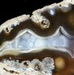 Unique, Agatized Fossil Coral Geode - Florida #57712-2